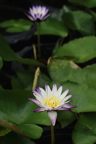 Mooie Lotus Vijver Met Natuur — Stockfoto