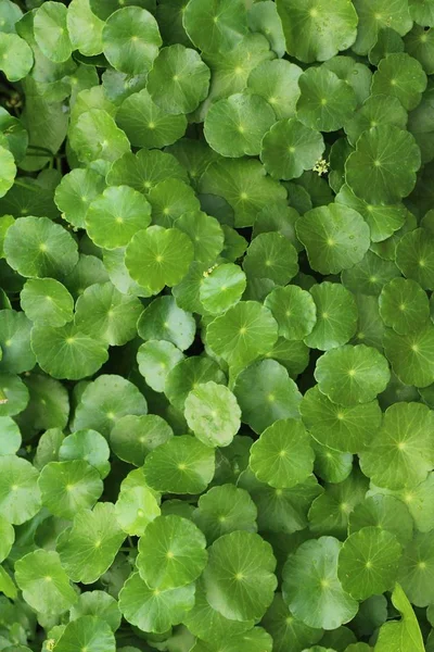 Asiática Pennywort Orgánico Con Naturaleza — Foto de Stock