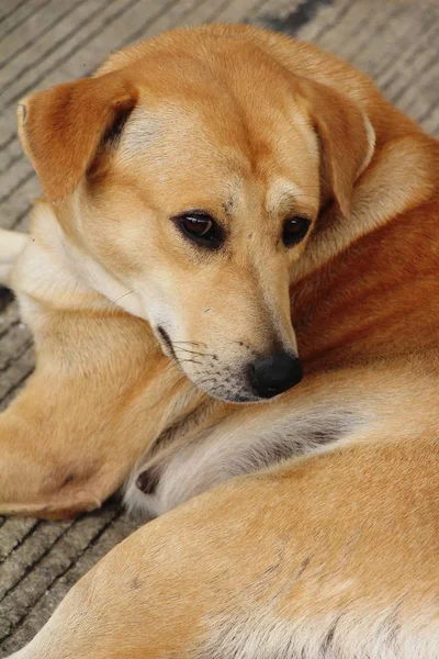 Kahverengi Köpek Sevimli Yerde Uyuyor — Stok fotoğraf