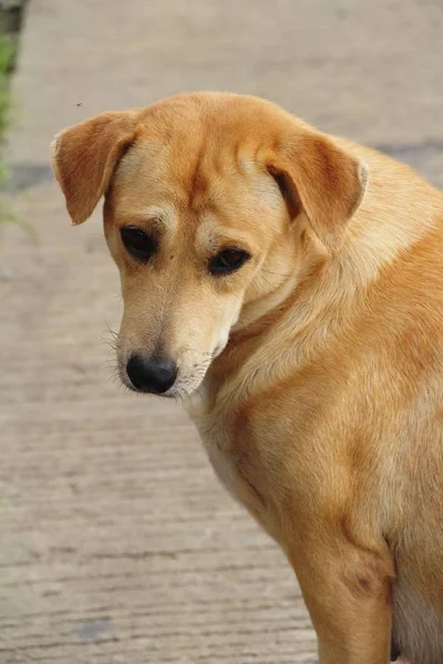 Brown Chien Mignon Dort Sur Sol — Photo