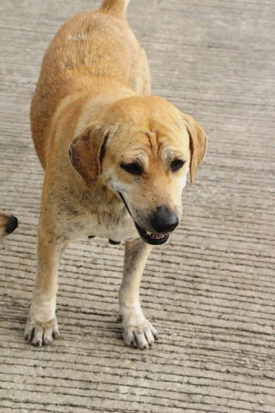 Brown Chien Mignon Dort Sur Sol — Photo