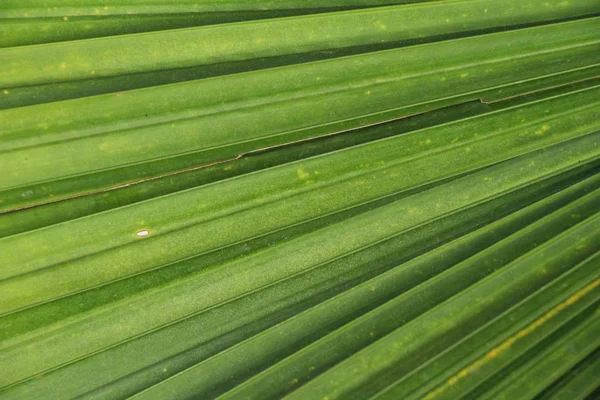 Grönt Löv Bakgrund Skönhet Naturen — Stockfoto