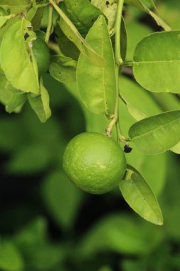 Limon bahçesinde ağaç üzerinde