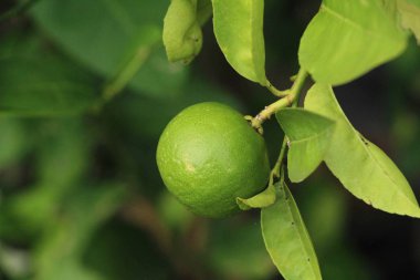 Limon bahçesinde ağaç üzerinde