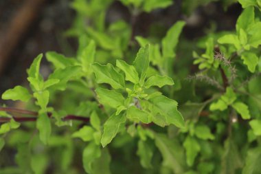 Fesleğen ağaca organik bahçe