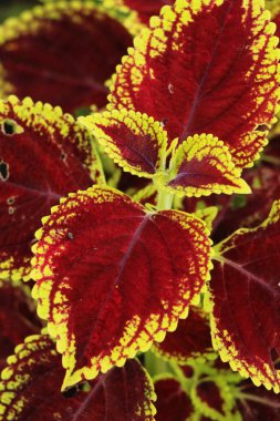 Bahçe doğa ile kırmızı yaprakları