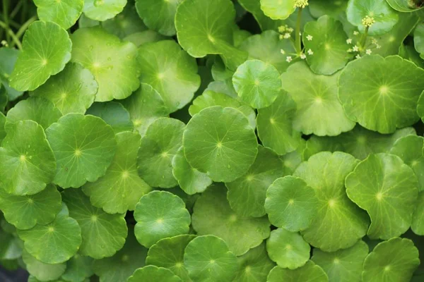 Asiática Pennywort Orgánico Con Naturaleza — Foto de Stock