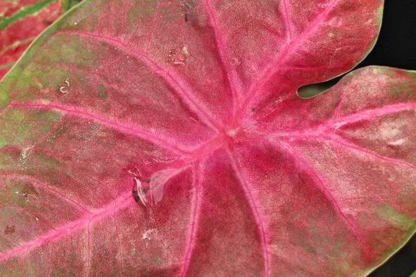 自然と庭園の紅葉 — ストック写真