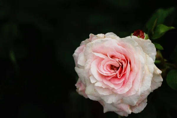 Hermosas Rosas Florecen Jardín — Foto de Stock