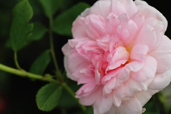 Belle Rose Sta Fiorendo Nel Giardino — Foto Stock