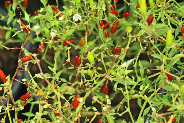 Frisches Chili Auf Baum Garten — Stockfoto