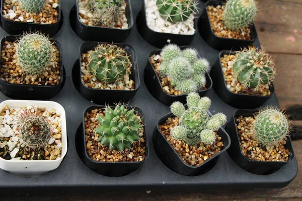 Güzel küçük tencerede kaktüs
