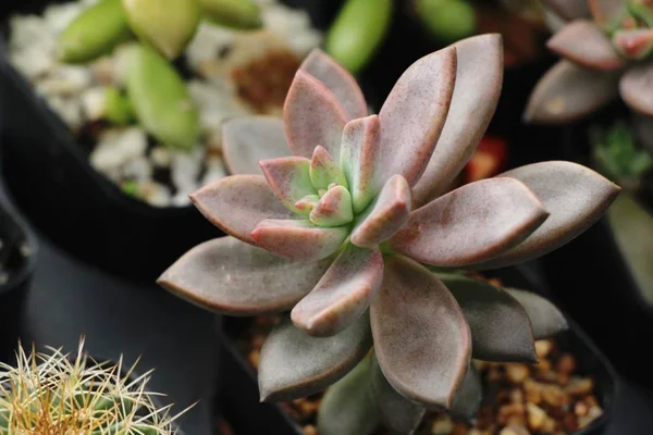 Doğa ile güzel taş gül çiçek