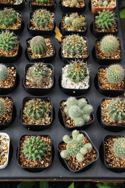 Güzel küçük tencerede kaktüs