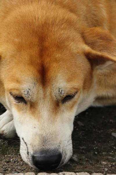 Brown Dog Cute Sleeping Ground — Stock Photo, Image
