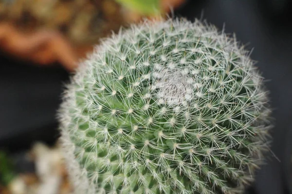 Mooie Kleine Cactus Pot — Stockfoto