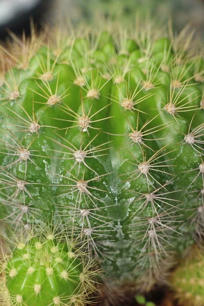 Mooie Kleine Cactus Pot — Stockfoto