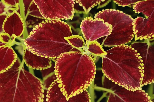 Rode Bladeren Tuin Met Natuur — Stockfoto