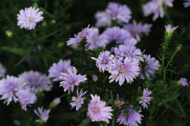 Mor çiçek bahçesinde güzelliktir