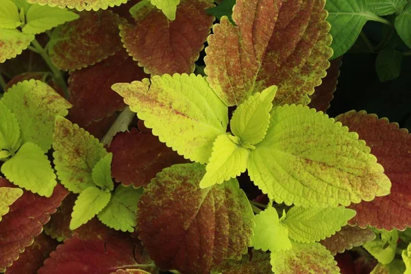 Red Leaves Garden Nature — Stock Photo, Image