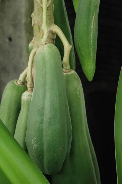 Papaya Opknoping Boom Met Nuture — Stockfoto