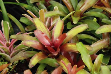 Bromeliad Çiçek bahçesinde bulunan doğa