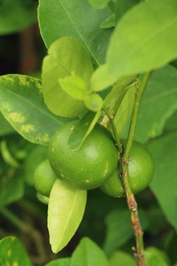 Limon bahçesinde ağaç üzerinde