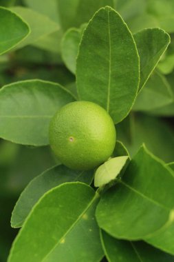 Limon bahçesinde ağaç üzerinde