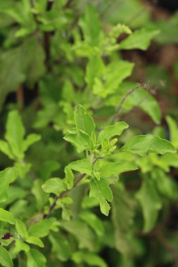 Fesleğen ağaca organik bahçe