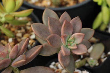 Doğa ile güzel taş gül çiçek