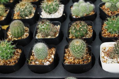 Güzel küçük tencerede kaktüs