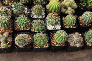 Güzel küçük tencerede kaktüs