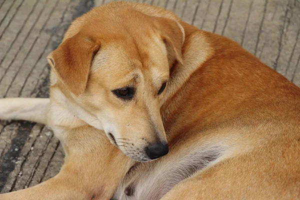 Brown Cão Bonito Está Dormindo Chão — Fotografia de Stock