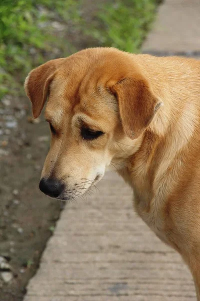 Bruine Hond Leuk Slapen Grond — Stockfoto