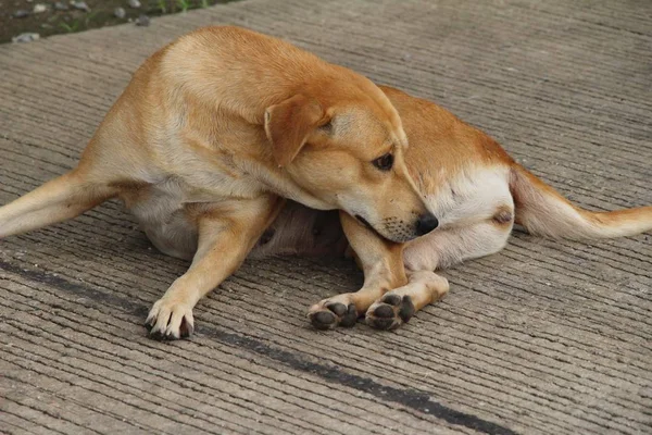 Brown Cane Carino Sta Dormendo Terra — Foto Stock