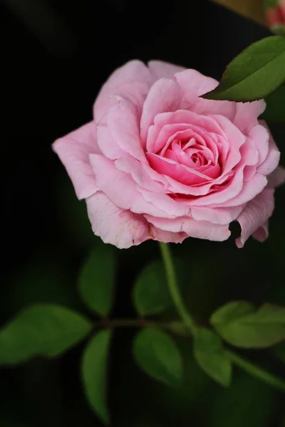 Güzel Güller Bahçede Çiçek Açan — Stok fotoğraf