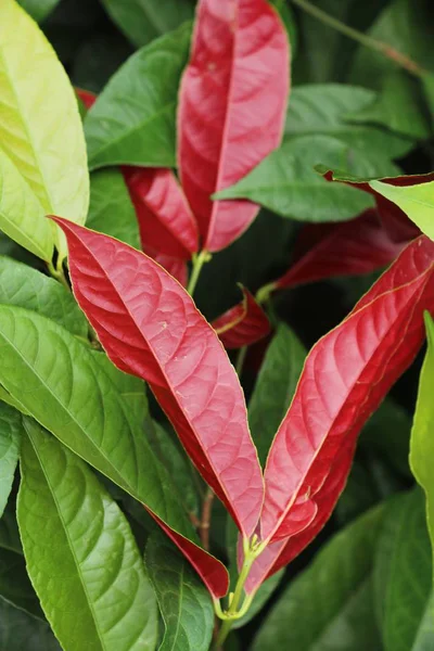 Red Leaves Garden Nature — Stock Photo, Image