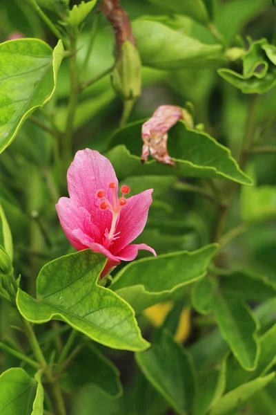 芙蓉花在美丽的大自然 — 图库照片