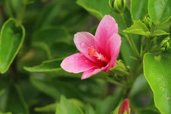 Hibiscus Blomma Vackra Naturen — Stockfoto