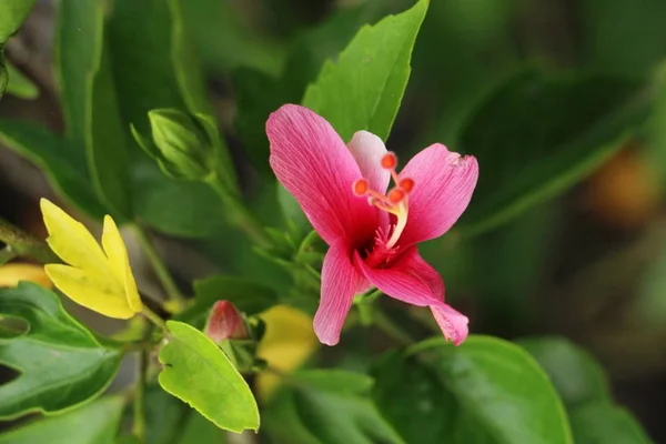 Hibiscus Flower Beautiful Nature — Stock Photo, Image