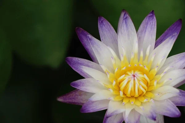 Mooie Lotus Vijver Met Natuur — Stockfoto