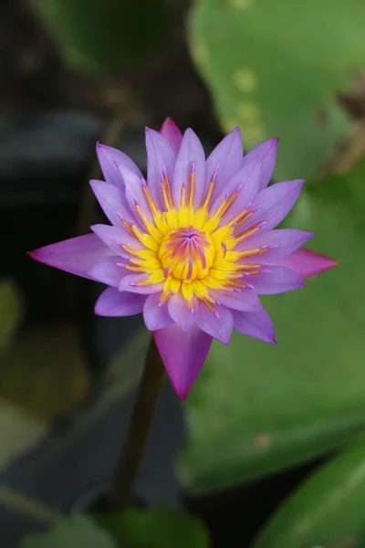 Beautiful Lotus Pond Nature — Stock Photo, Image