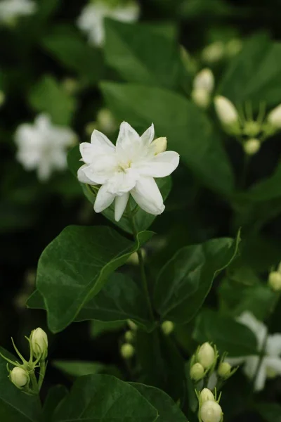 Vit Blomma Skönhet Trädgården — Stockfoto