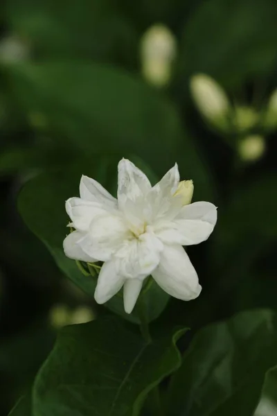 Біла Квітка Краса Саду — стокове фото