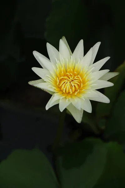 Beau Lotus Dans Étang Avec Nature — Photo