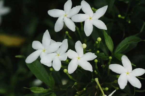 Fleur Blanche Est Beauté Dans Jardin — Photo