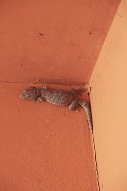 Gecko ahşap duvar