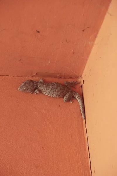 Gecko Ahşap Duvar — Stok fotoğraf