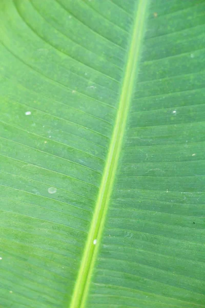 Fond Feuille Verte Est Beauté Dans Nature — Photo