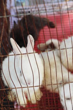 Beyaz tavşan kafese güzeldir